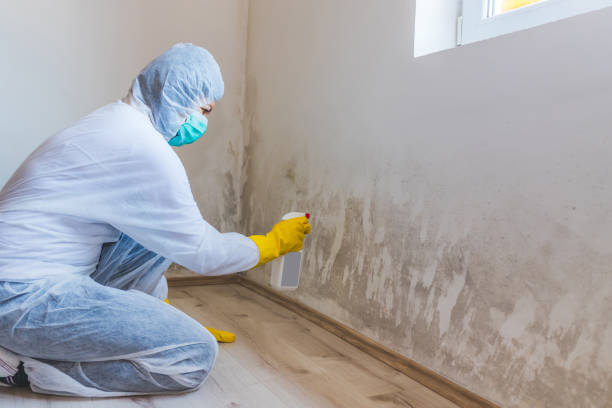 Licensed Mold Testing service in Austell, GA - WQB Mold Removal